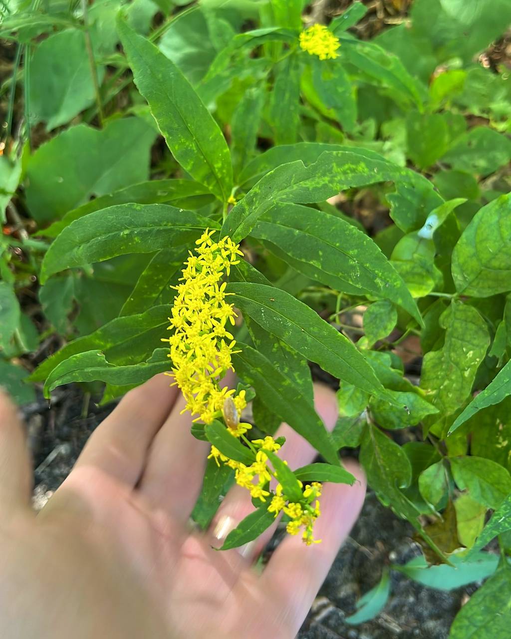 Michael's hand holding a spike of native goldenrod