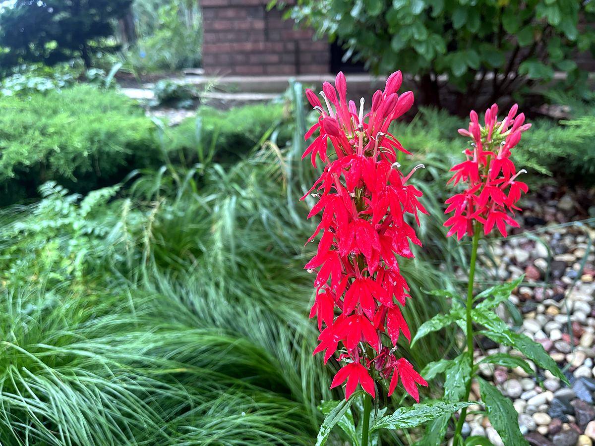 Red cardinal flower spikes among grasses
