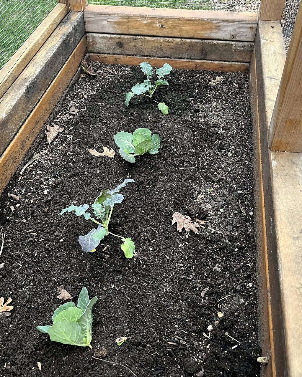Young vegetable seedlings in a cedar raised bed