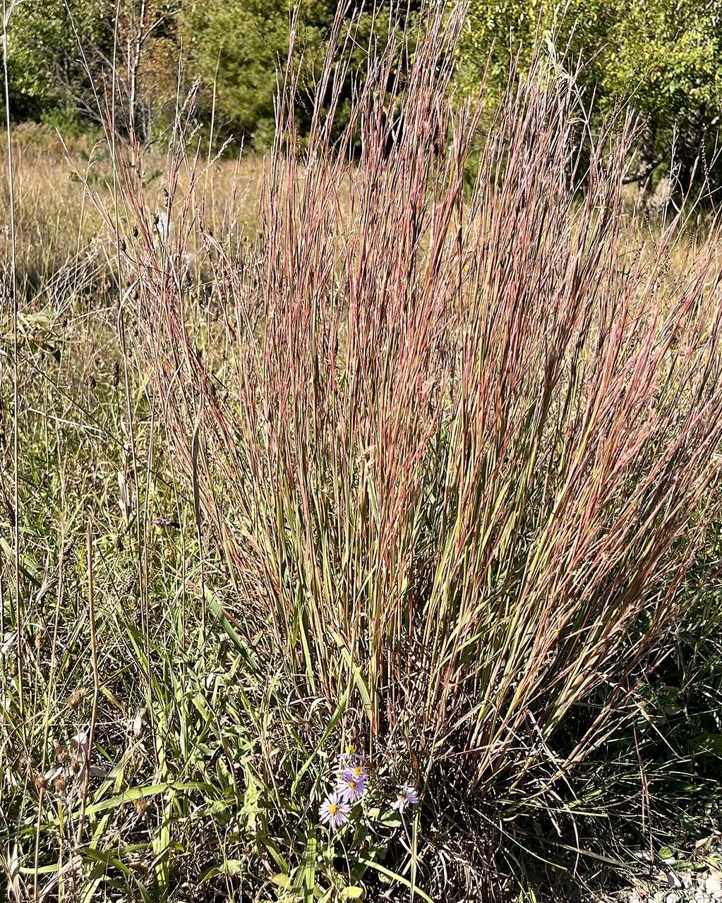 Native prairie grass turning red in October