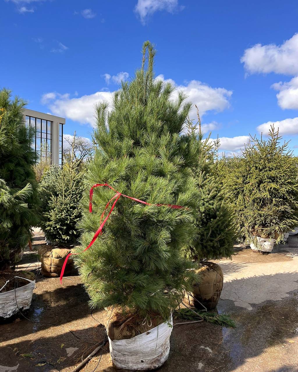 A young white pine tagged with a red ribbon at the nursery