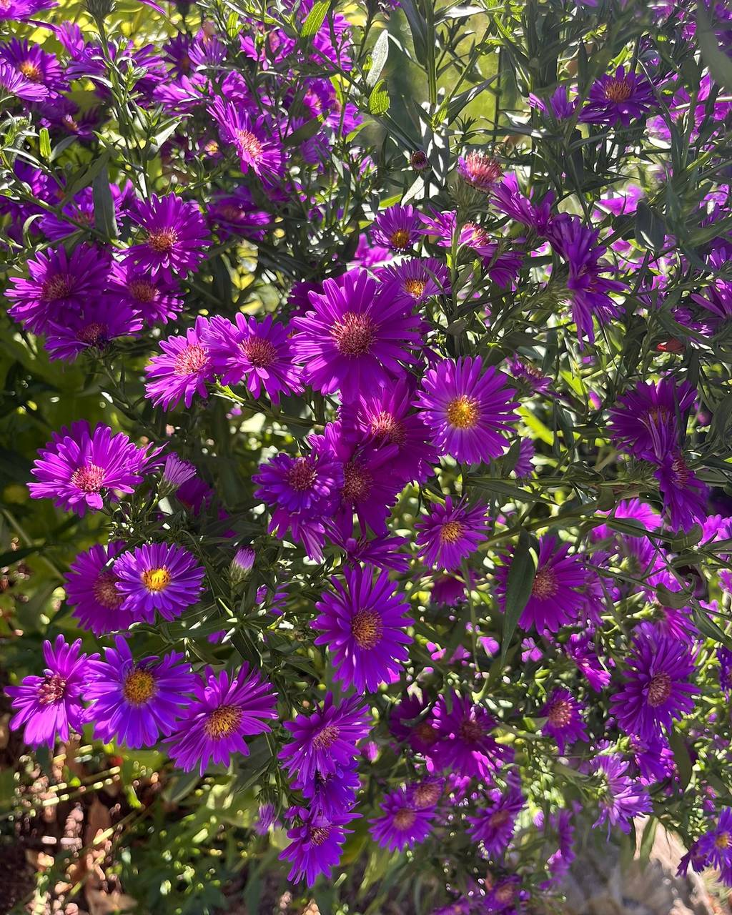 Deep purple asters in full bloom