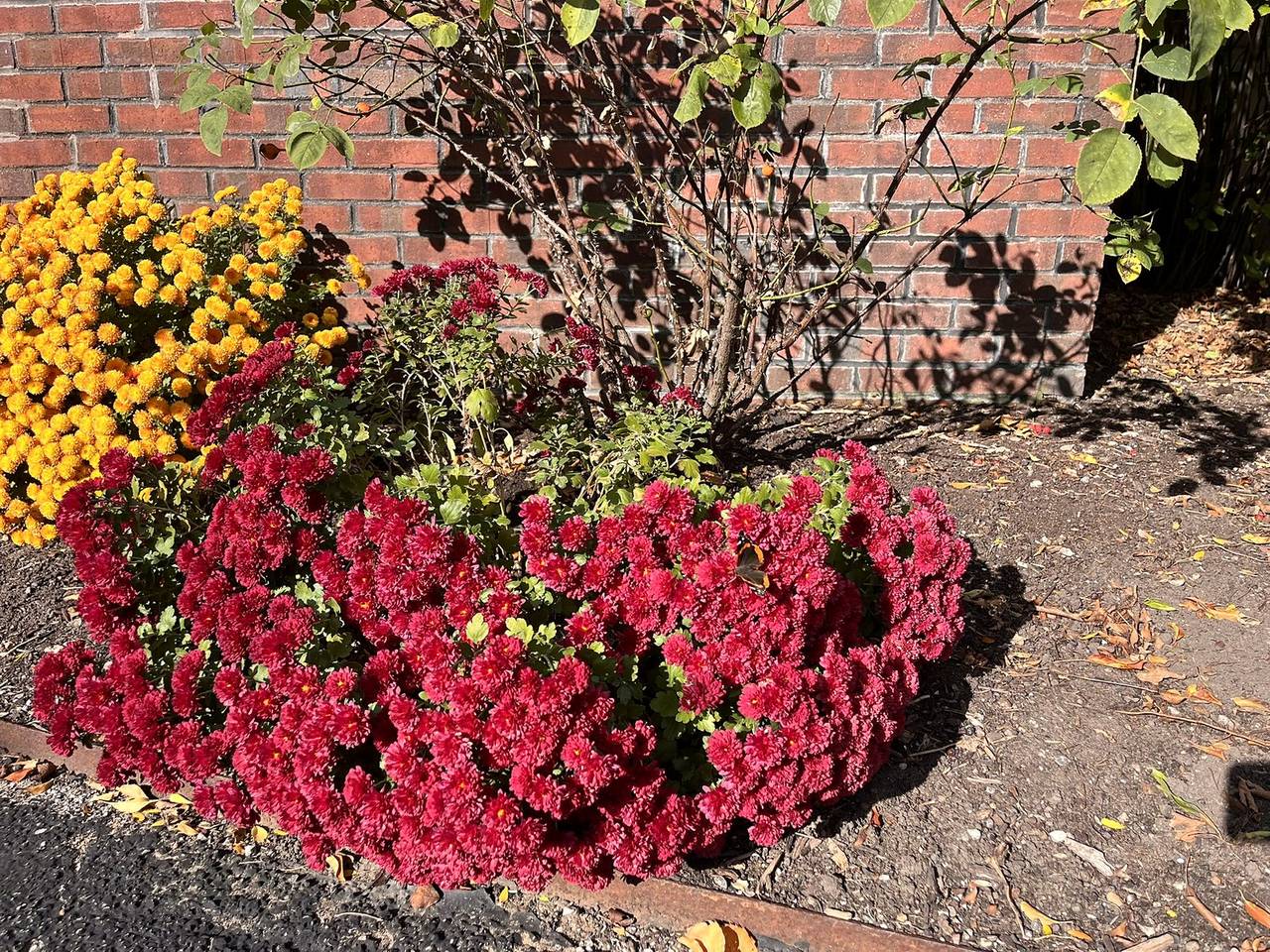 Red and gold mums planted against a brick wall