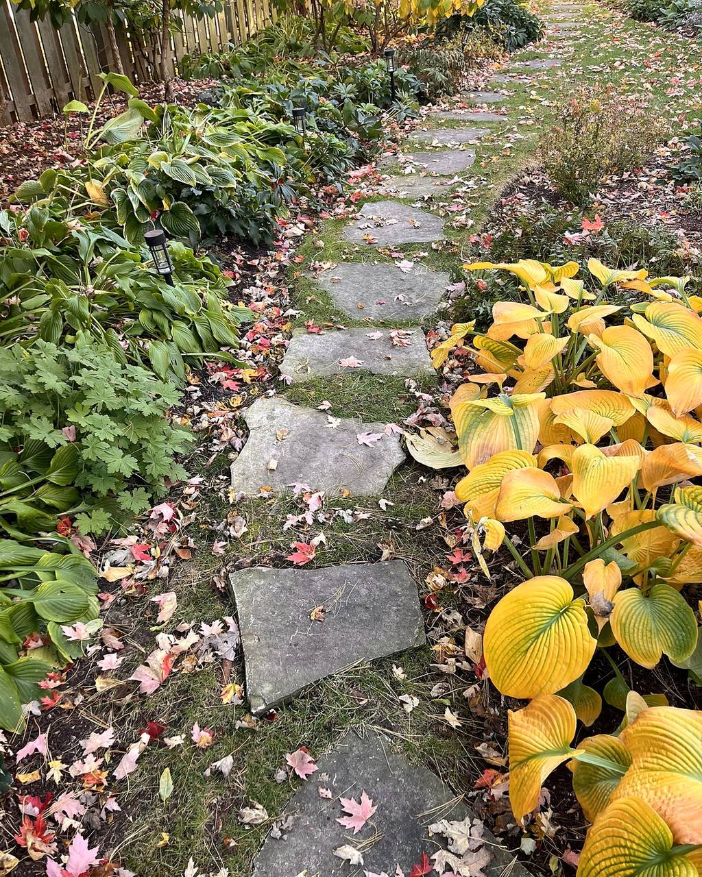 Flagstone path through gold hostas and fallen red leaves