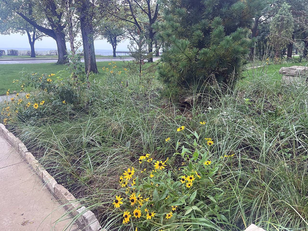 Black-eyed Susans and native grasses around a young pine, with Lake Michigan beyond