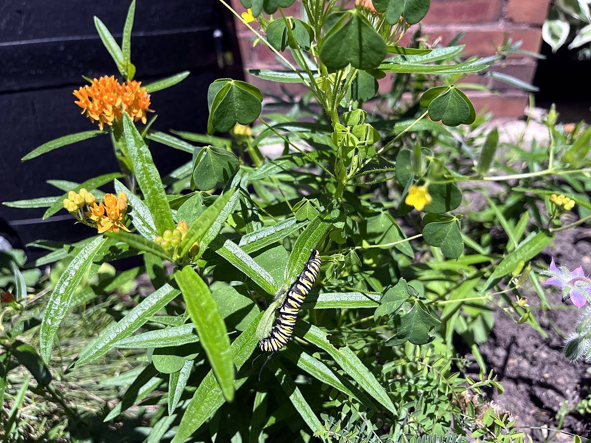 Monarch caterpillar feeding on orange butterfly weed