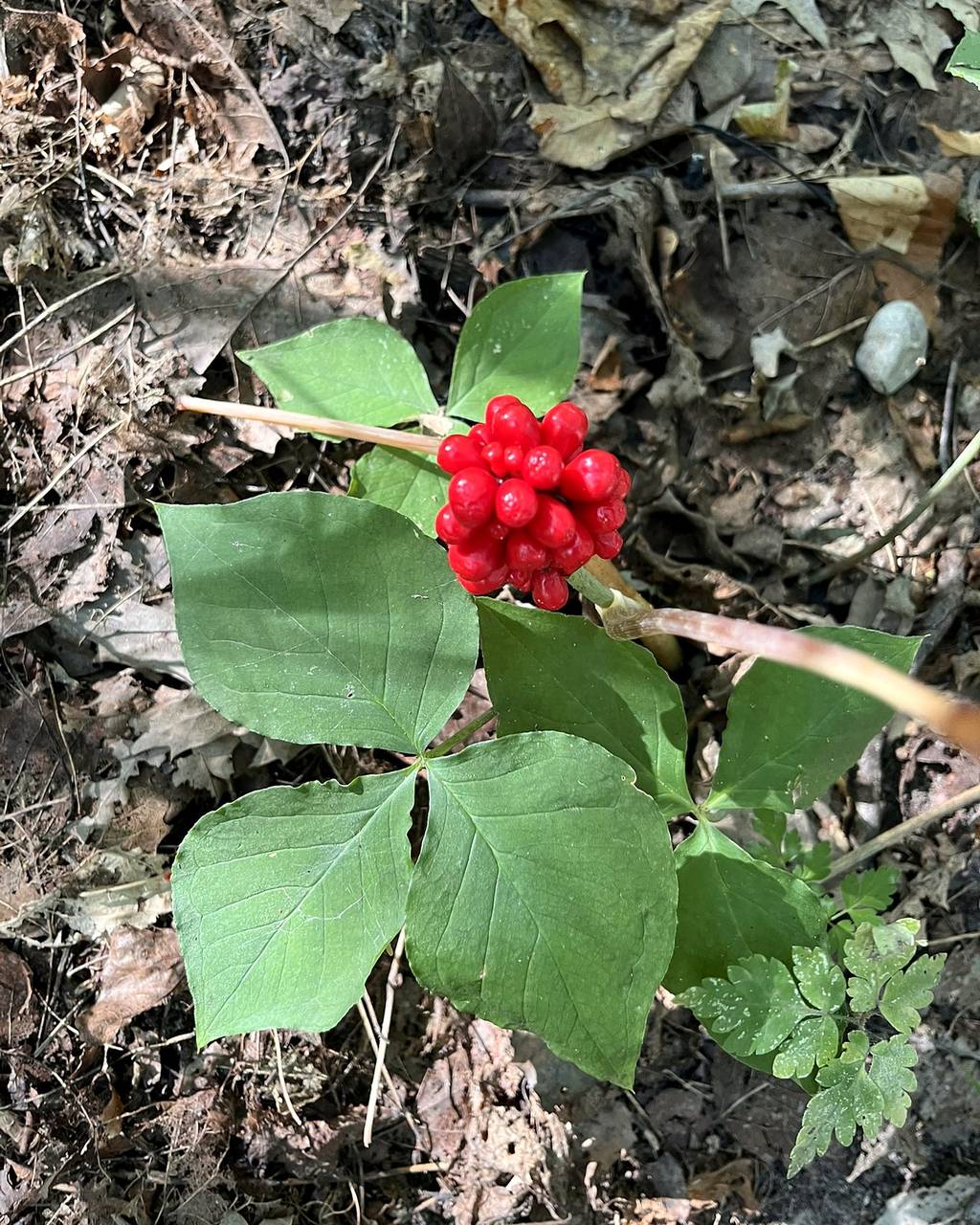 Red berry cluster of a native woodland plant among fallen leaves