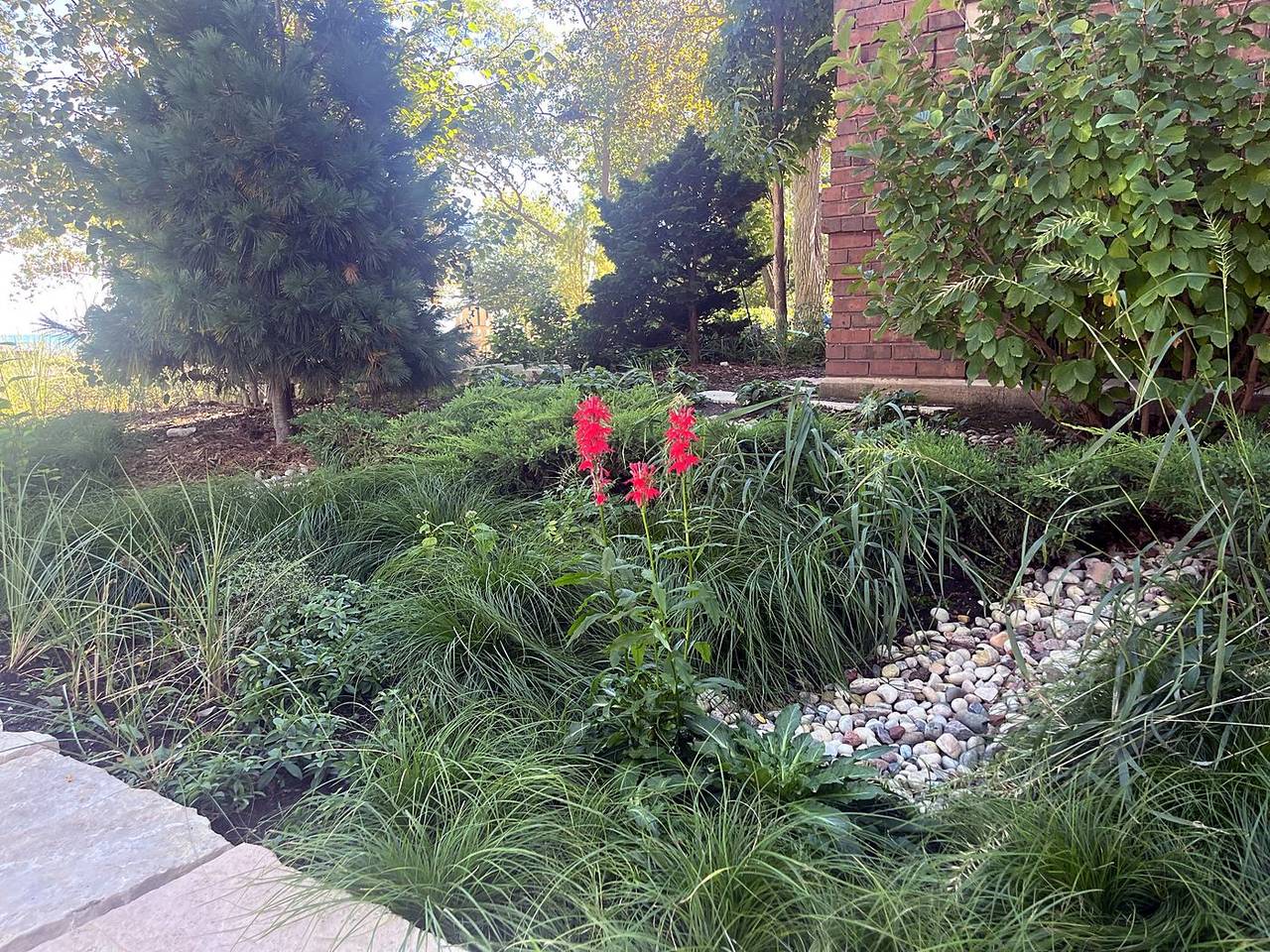 Cardinal flower blooming beside a river stone rain garden swale