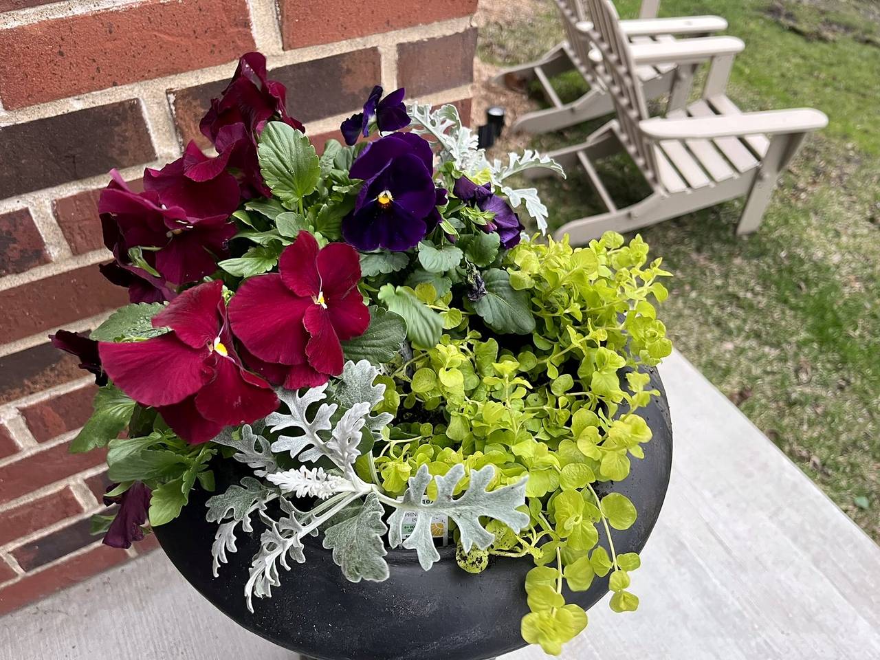 Spring planter of burgundy and purple pansies, dusty miller, and golden creeping jenny against brick