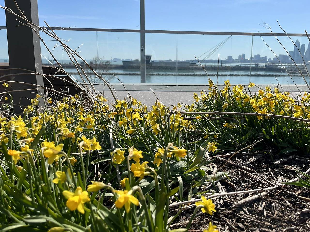 Daffodils blooming along a glass railing with the Chicago skyline beyond