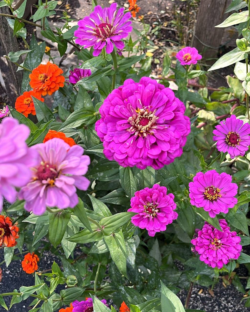 Magenta and orange zinnias in full bloom